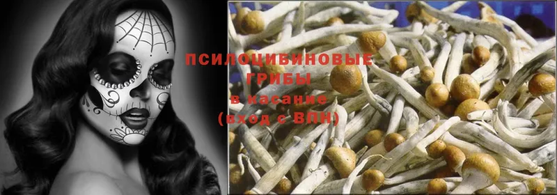 дарк нет формула  Белово  Псилоцибиновые грибы Psilocybine cubensis 